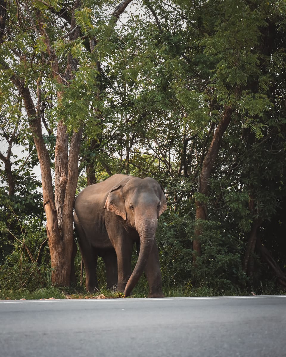 Sri Lanka - Sehenswürdigkeiten & Highlights - Sigiriya - Wilde Elefanten