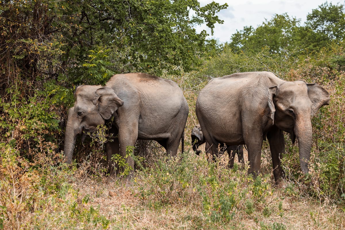 Sri Lanka - Sehenswürdigkeiten & Highlights - Nationalpark Safari