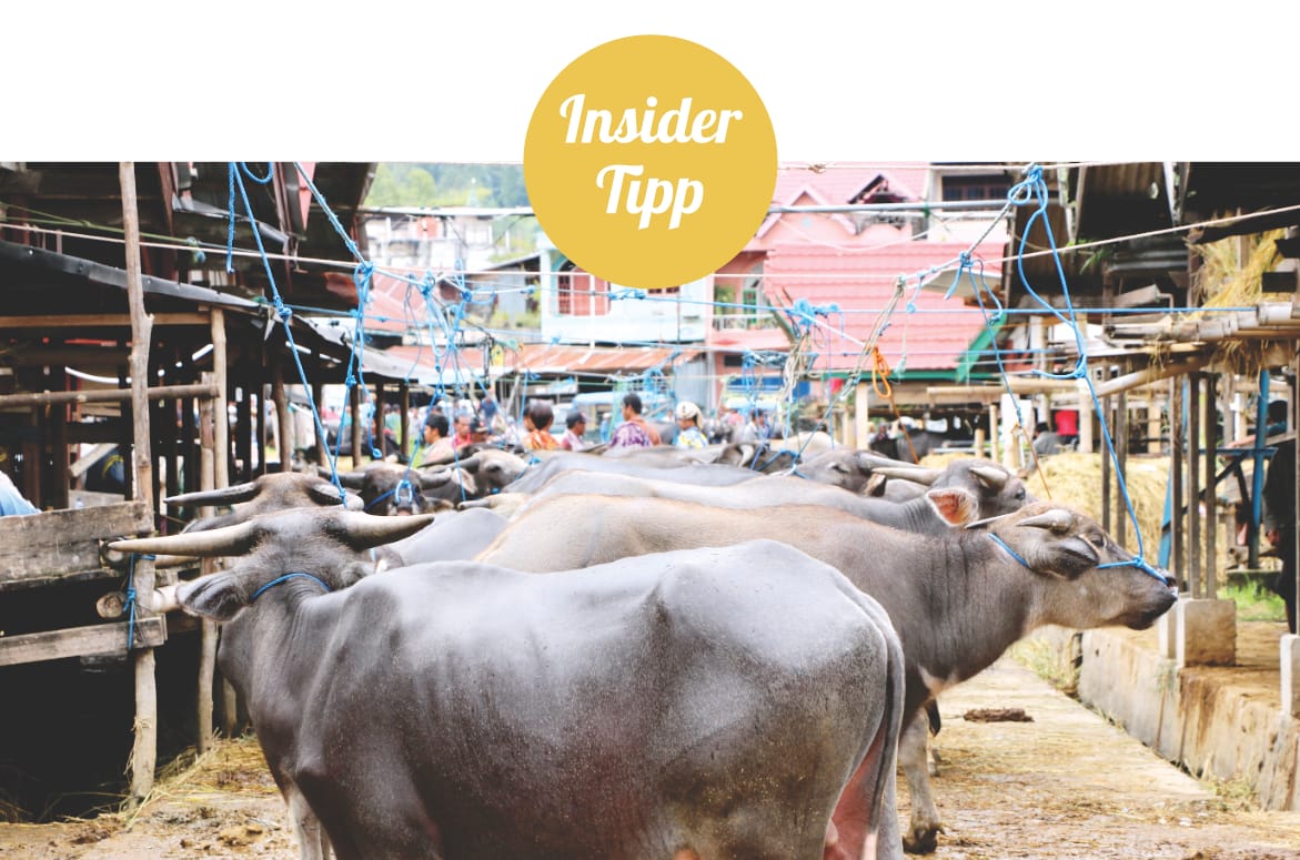 Sulawesi Sehenswürdigkeiten: Rantepao Büffelmarkt