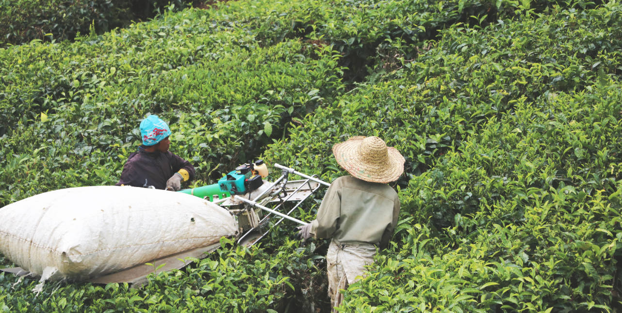 Arbeit auf der Teeplantage