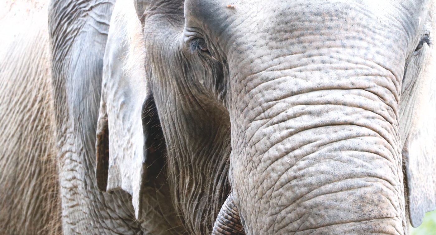 Thailand Sehenswürdigkeite: Elefanten