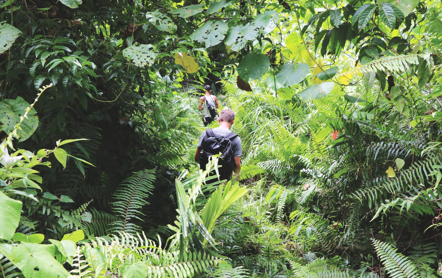 Togian Insel Guide - Reisetipps und Insidertipps - Sehenswürdigkeit - Regenwald