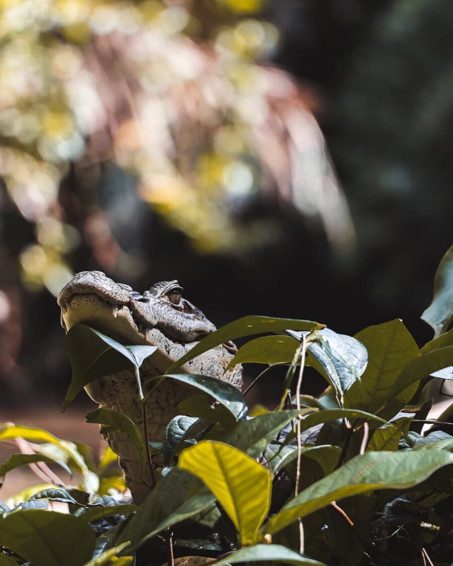 Tortuguero Nationalpark • Was du für deine Reise wissen musst!