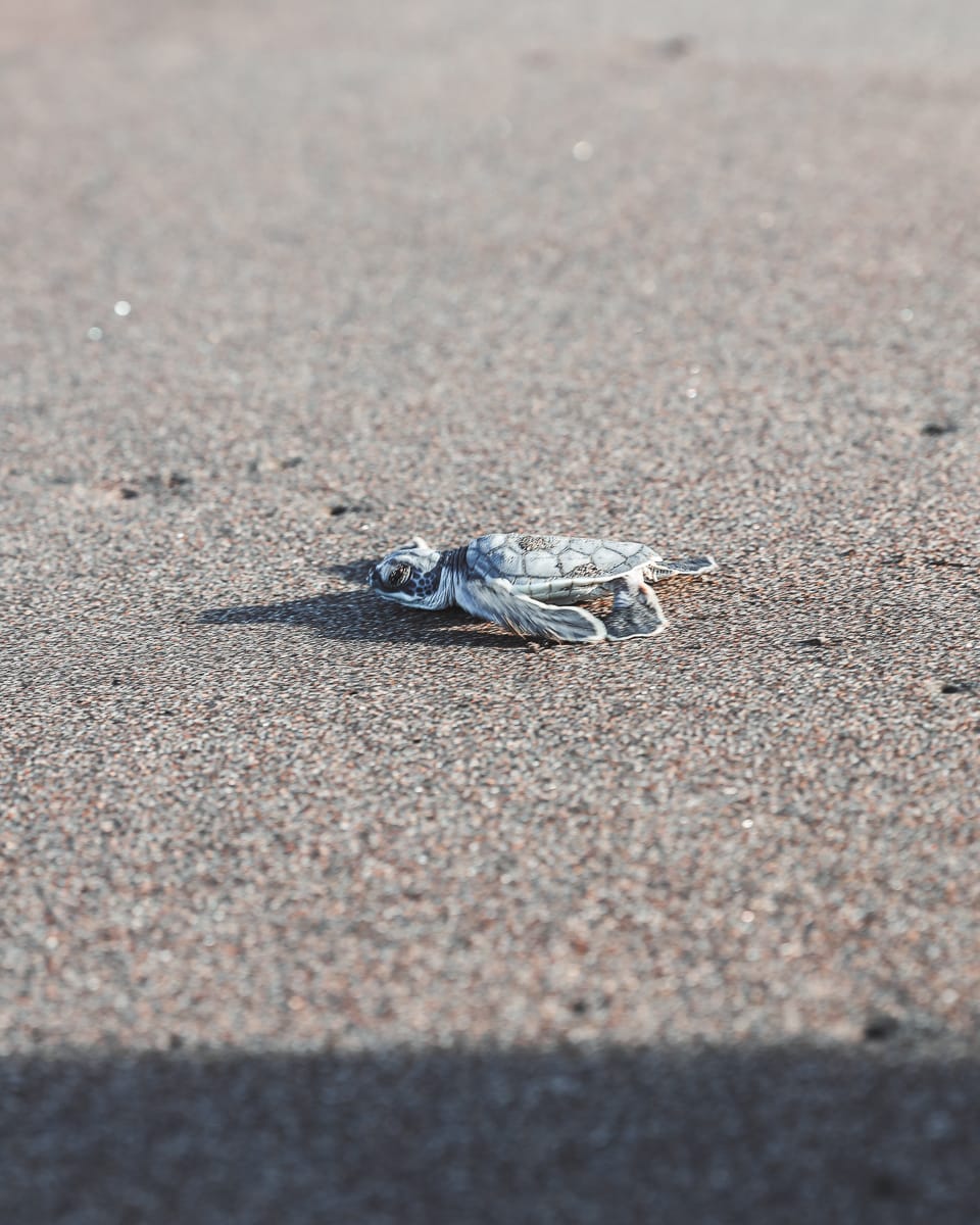 Tortuguero Nationalpark - Reisetipps/Guide - Schildkröten Baby am Strand
