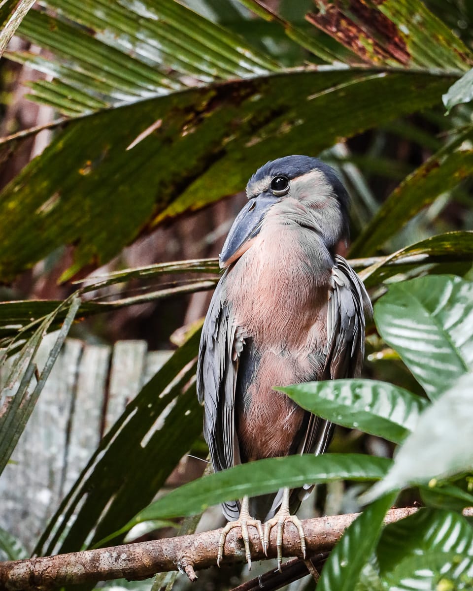 Tortuguero Nationalpark - Reisetipps/Guide - Vogel