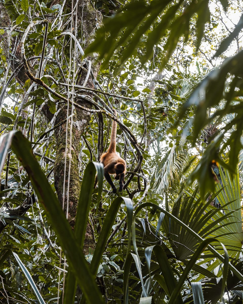 Tortuguero Nationalpark - Reisetipps/Guide - Wanderung im Dschungel