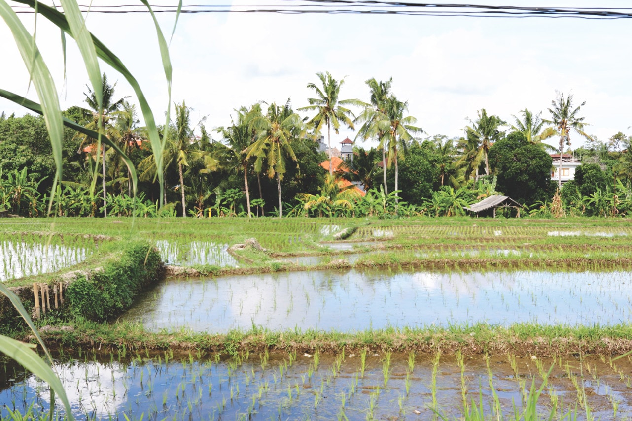 Reisfelder in Ubud auf Bali