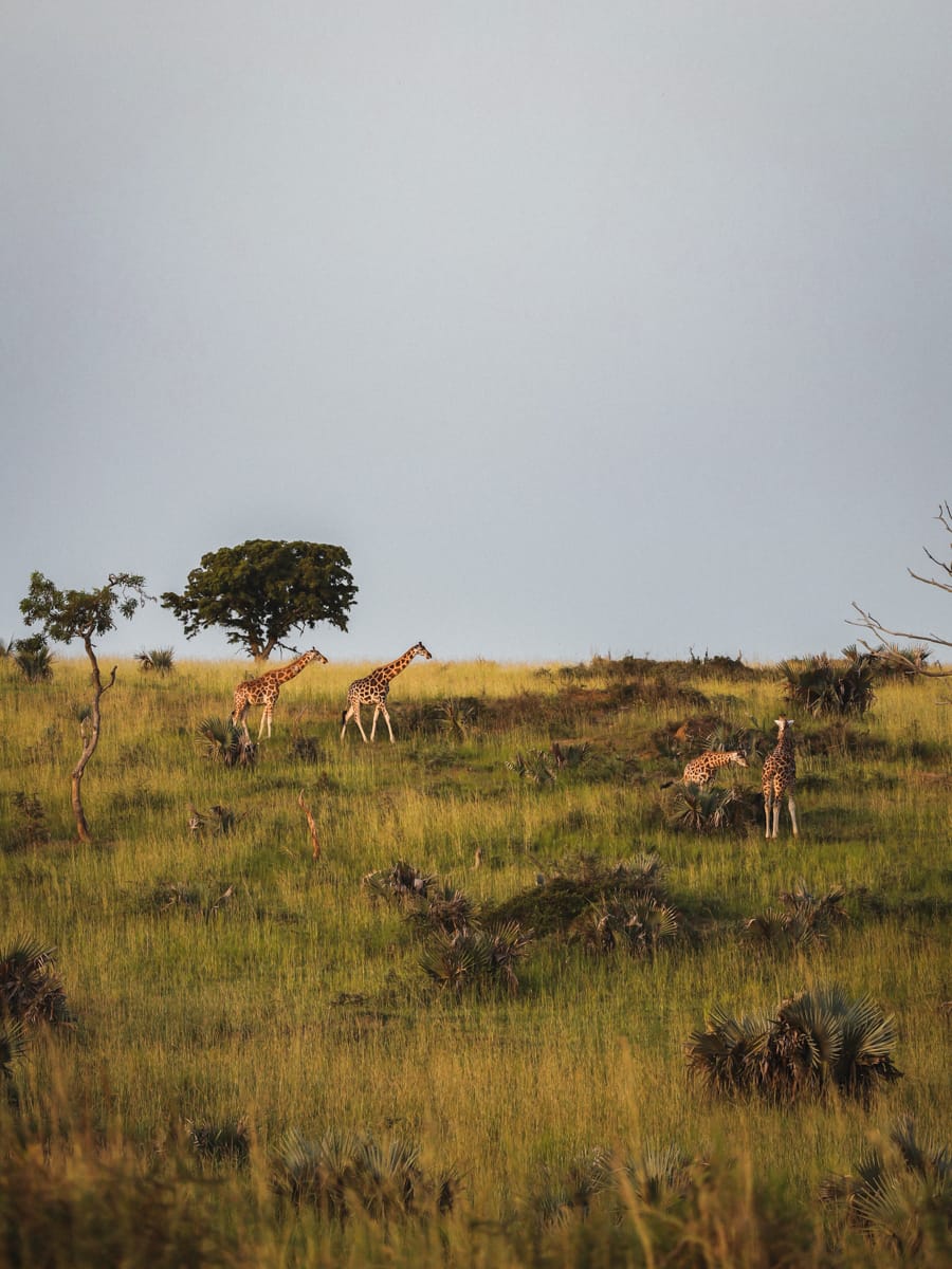 Uganda Nomads - Safari mit Giraffen