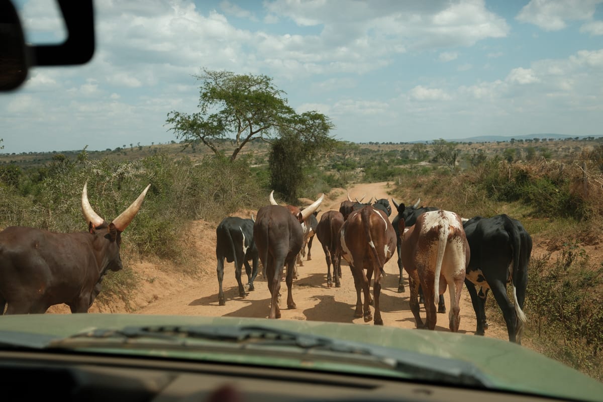 Uganda Nomads - Tiere auf der Straße