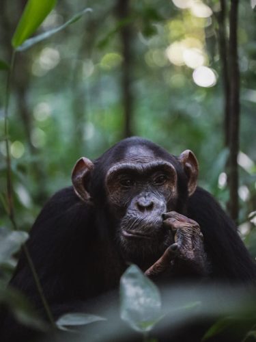Uganda Reisetipps - Schimpansen Trekking