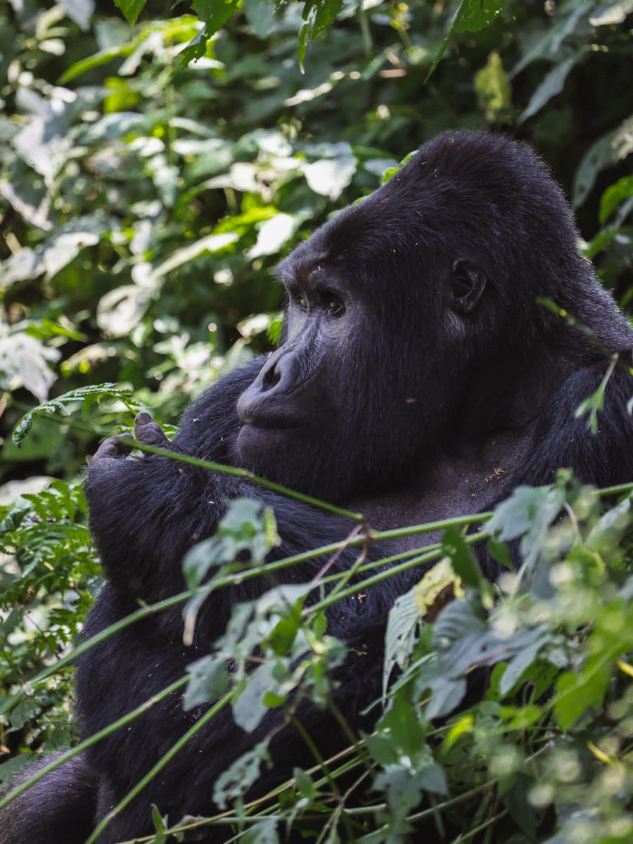 Uganda Reisetipps - Highlight sind die Gorillas
