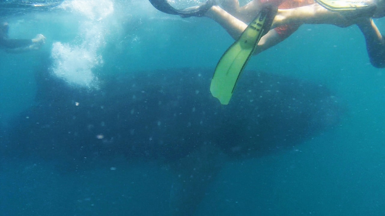 Schnorcheln mit Walhaien auf den Philippinen