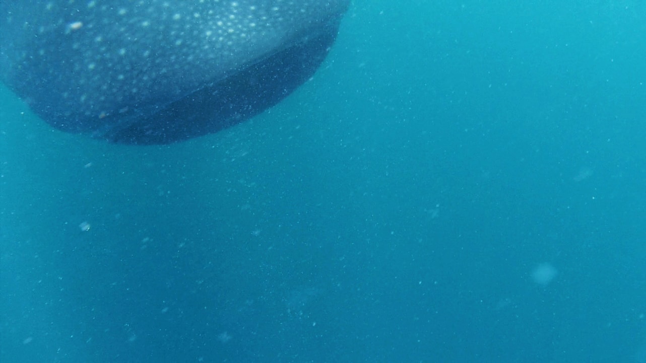 Maul eines Walhais