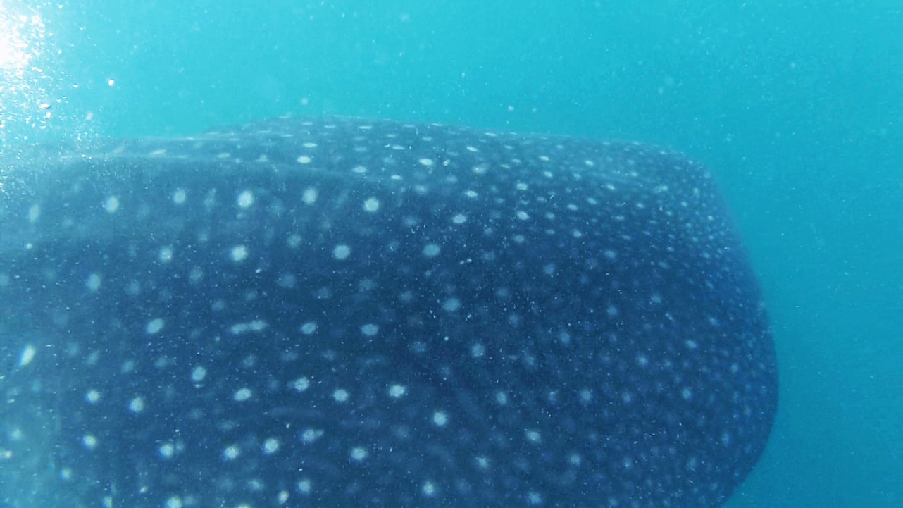 Reisebericht: Tauchen mit einem Walhai in Donsol
